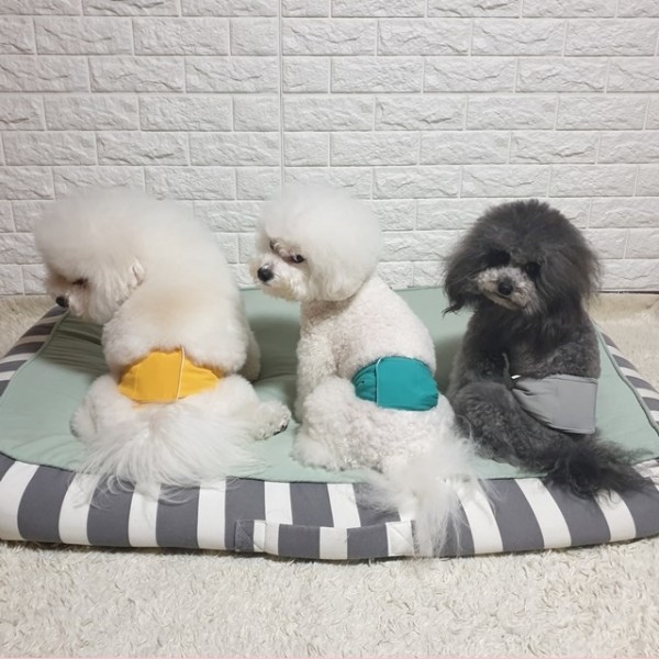 페오펫몰,리치독스 방수 강아지 매너벨트 기저귀 애견용품 [회색] [최저가]