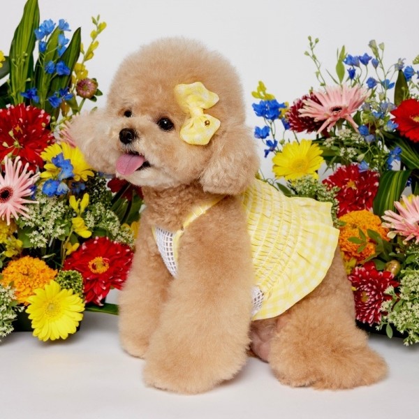 페오펫몰,[솔티핫티] 헬로우 크롭 블라우스 뉴체크 YELLOW