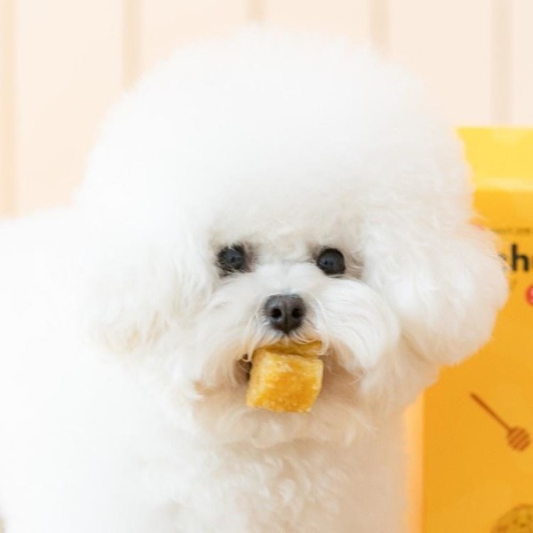 페오펫몰,[핏펫] [샘플팩] 잇츄 오리지널 M 버라이어티팩 (옐로우/그린/브라운/꿀잠츄)