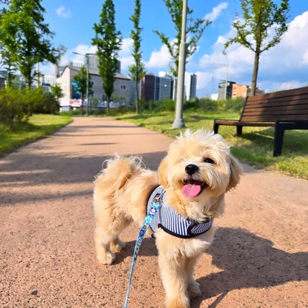 페오펫몰,[스윗테일][꽃길특가] 핸드메이드 강아지 스트라이프 하네스 L[반려동물]