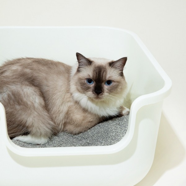 페오펫몰,[보니코] 듀얼퍼펙트 모래 (벤토나이트+카사바 / 6kg*2개)