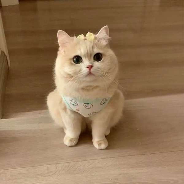 페오펫몰,크레용펫 강아지 옷 나시 티 민소매 여름 실내복