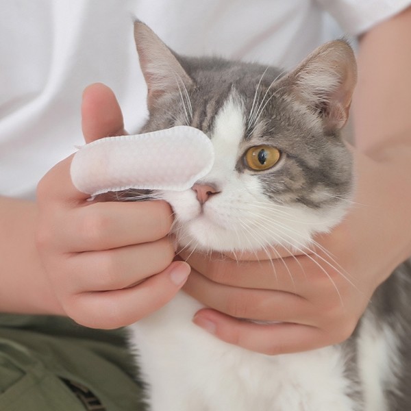 페오펫몰,크레용펫 눈,귀,입 쓱싹 핑거 티슈 60매