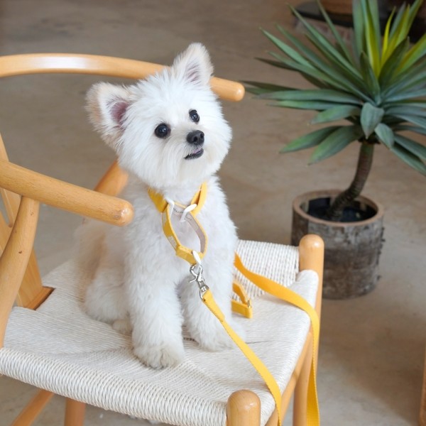 베베 마틴게일 목줄(2컬러,목둘레 ~55cm)