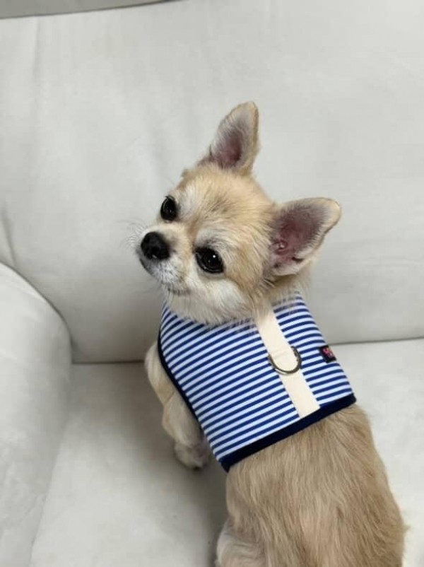 페오펫몰,[스윗테일] [꽃길특가] 핸드메이드 강아지 스트라이프 하네스 S [반려동물]