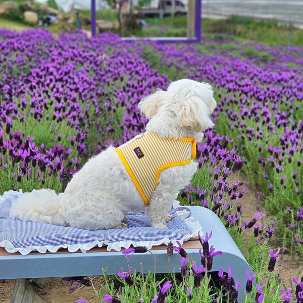 페오펫몰,[스윗테일] [꽃길특가] 핸드메이드 강아지 스트라이프 하네스 S [반려동물]