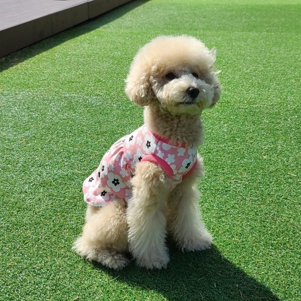 페오펫몰,도리도기 핑크블리 원피스 강아지옷