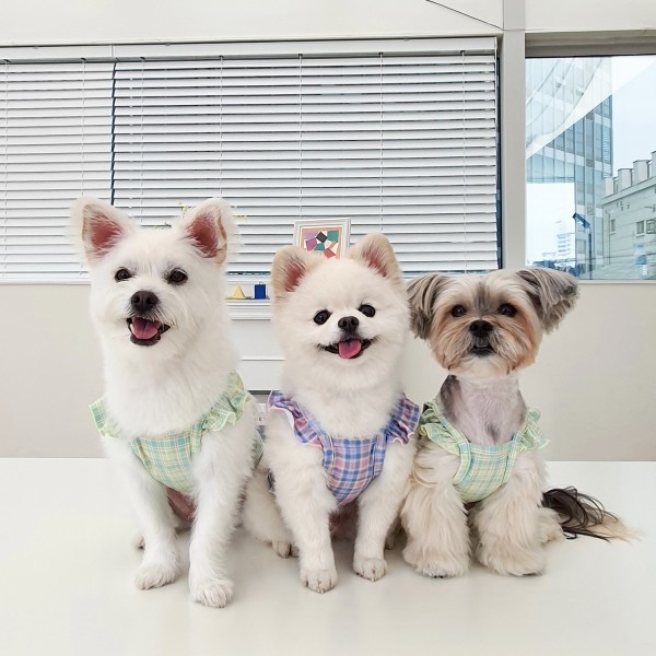 페오펫몰,헤이오 체크 수영복