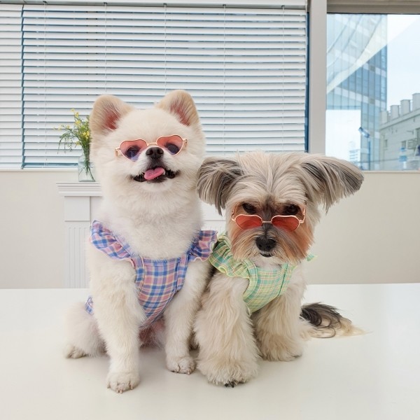 페오펫몰,헤이오 체크 수영복