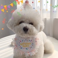 레드퍼피 생일파티 꼬깔모자세트