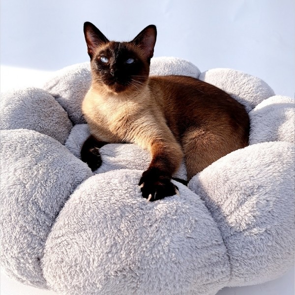 페오펫몰,레드퍼피 솜사탕 쿠션