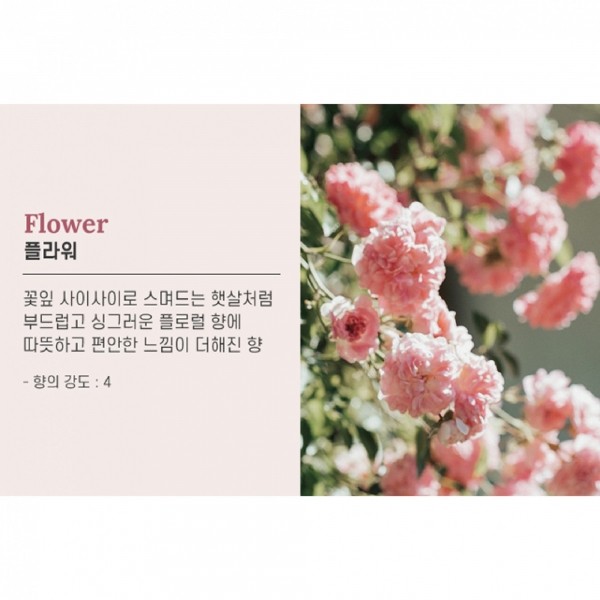 페오펫몰,미트유 대용량 반려동물 강아지 고양이 디퓨저 실내 리필 방향제 플라워 500ml