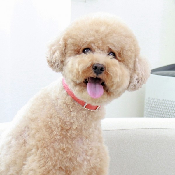 페오펫몰,스퀘어 진주 목줄 코랄