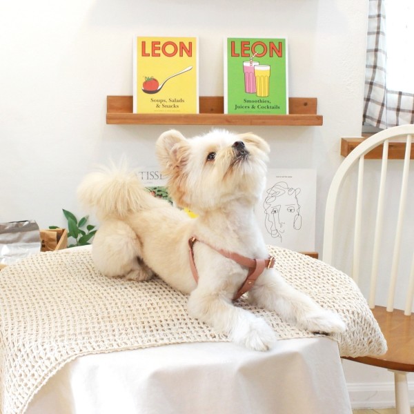 페오펫몰,[댕보양특가] 러닝 메이트 하네스 (가슴줄) 로즈 핑크