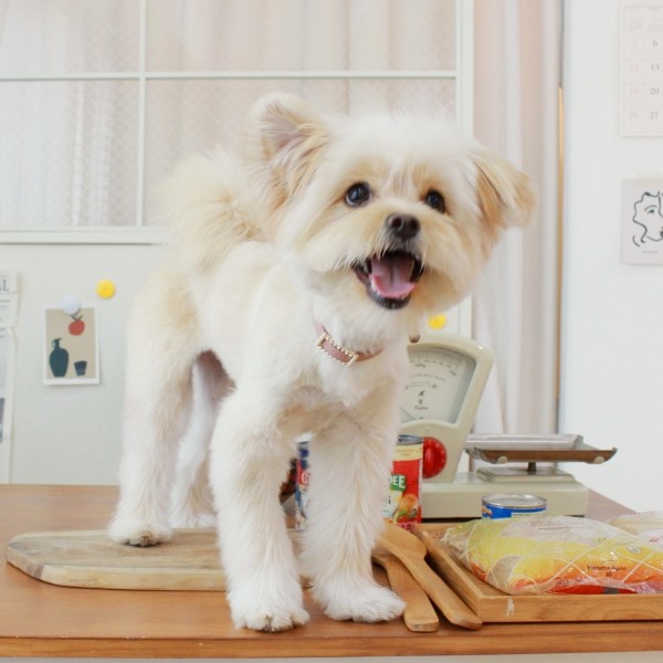 페오펫몰,스퀘어 진주 목줄 로즈 핑크