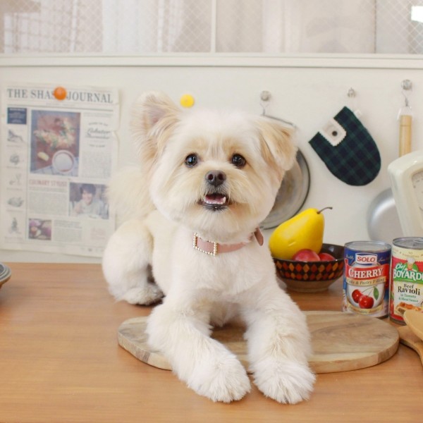 페오펫몰,스퀘어 진주 목줄 로즈 핑크