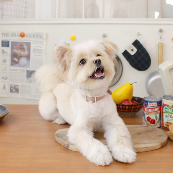 페오펫몰,스퀘어 진주 목줄 로즈 핑크