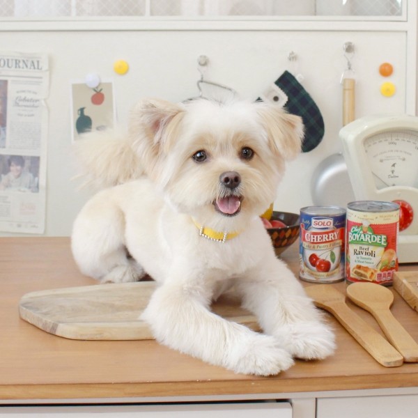 페오펫몰,스퀘어 진주 목줄 옐로우