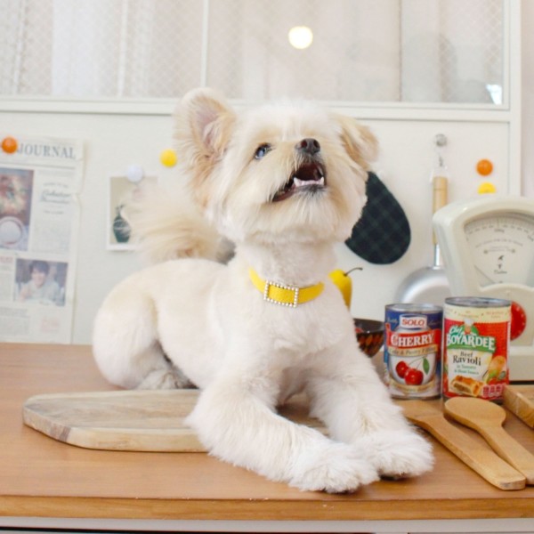 페오펫몰,스퀘어 진주 목줄 옐로우