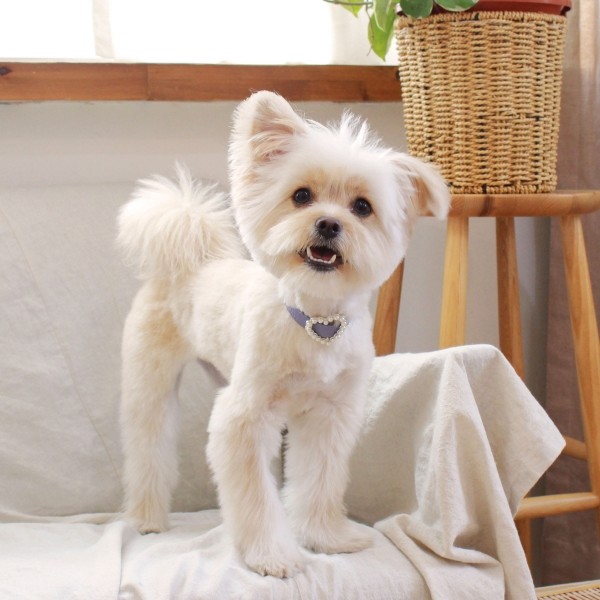 페오펫몰,[댕보양특가] 하트 진주 목줄 바이올렛