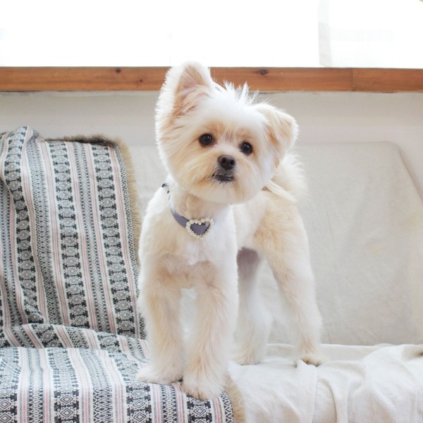 페오펫몰,[댕보양특가] 하트 진주 목줄 바이올렛