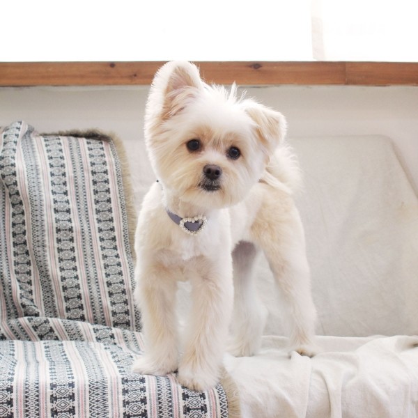 페오펫몰,[댕보양특가] 하트 진주 목줄 바이올렛