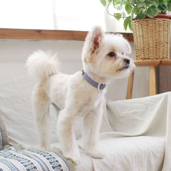 페오펫몰,[댕보양특가] 하트 진주 목줄 바이올렛