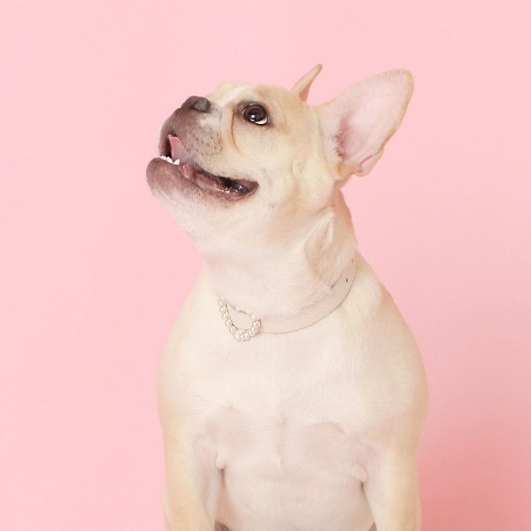 페오펫몰,[댕보양특가] 하트 진주 목줄 화이트