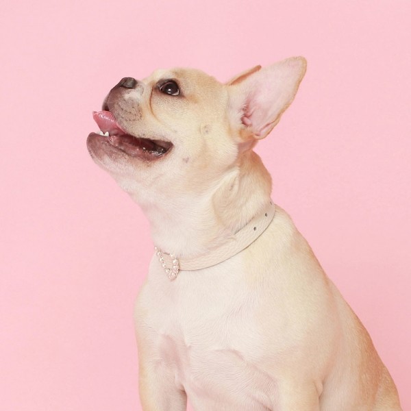 페오펫몰,[댕보양특가] 하트 진주 목줄 화이트