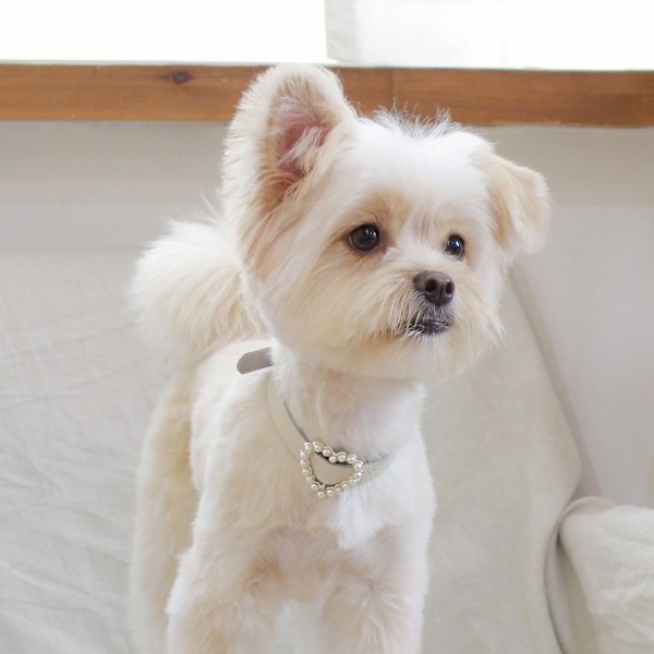 페오펫몰,[댕보양특가] 하트 진주 목줄 화이트