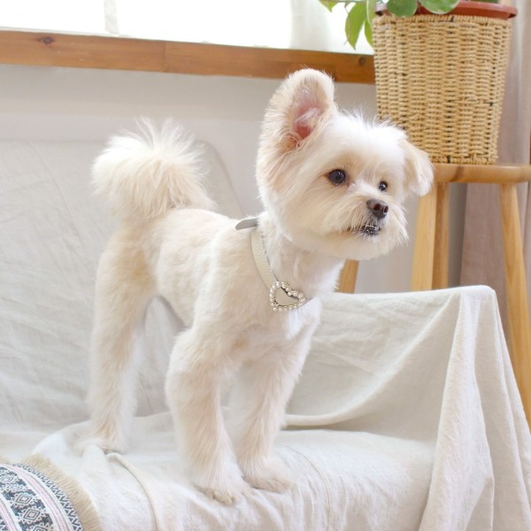 페오펫몰,[댕보양특가] 하트 진주 목줄 화이트