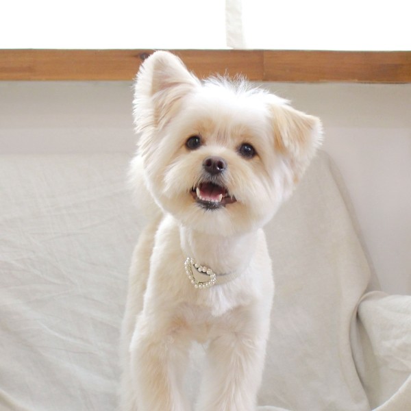 페오펫몰,[댕보양특가] 하트 진주 목줄 화이트