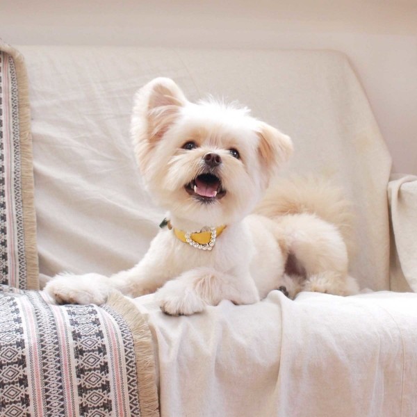 페오펫몰,[댕보양특가] 하트 진주 목줄 옐로우