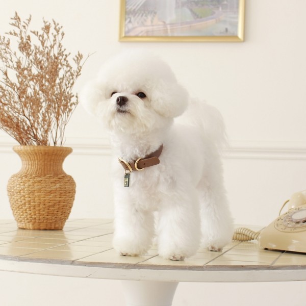 페오펫몰,[댕보양특가] 하트 펜던트 목줄 브라운