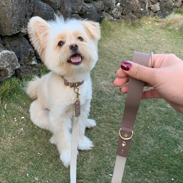 페오펫몰,[댕보양특가] 하트 펜던트 목줄 브라운