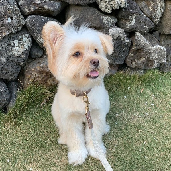 페오펫몰,[댕보양특가] 하트 펜던트 목줄 브라운