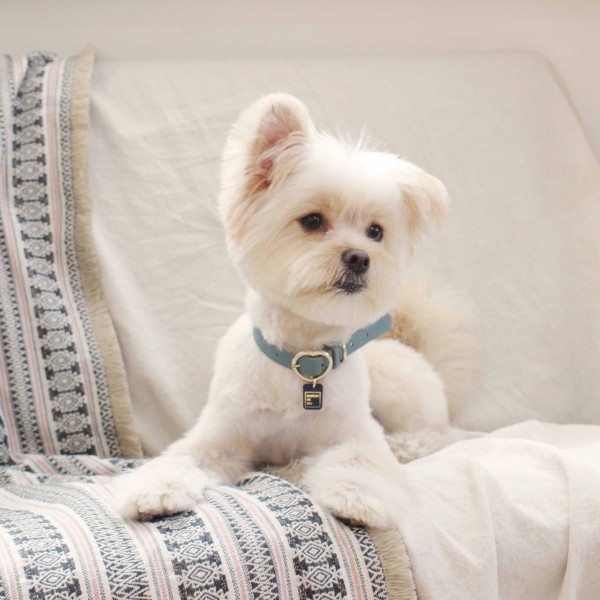 페오펫몰,[댕보양특가] 하트 펜던트 목줄 인디안 블루