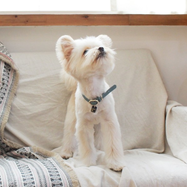 페오펫몰,[댕보양특가] 하트 펜던트 목줄 인디안 블루