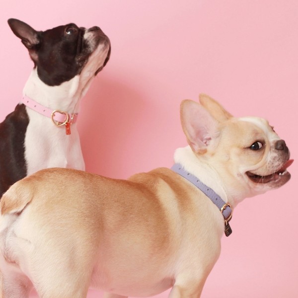 페오펫몰,[댕보양특가] 하트 펜던트 목줄 바이올렛