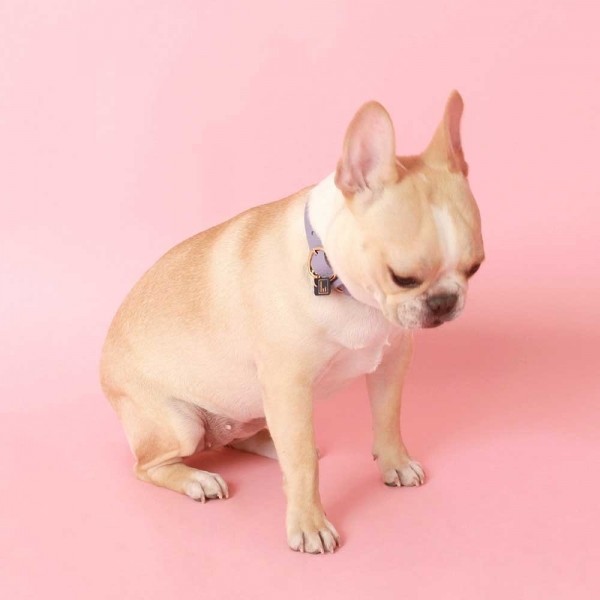 페오펫몰,[댕보양특가] 하트 펜던트 목줄 바이올렛