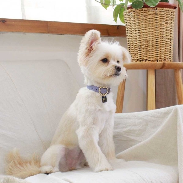 페오펫몰,[댕보양특가] 하트 펜던트 목줄 바이올렛