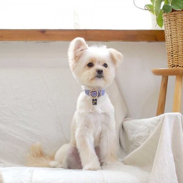 페오펫몰,[댕보양특가] 하트 펜던트 목줄 바이올렛