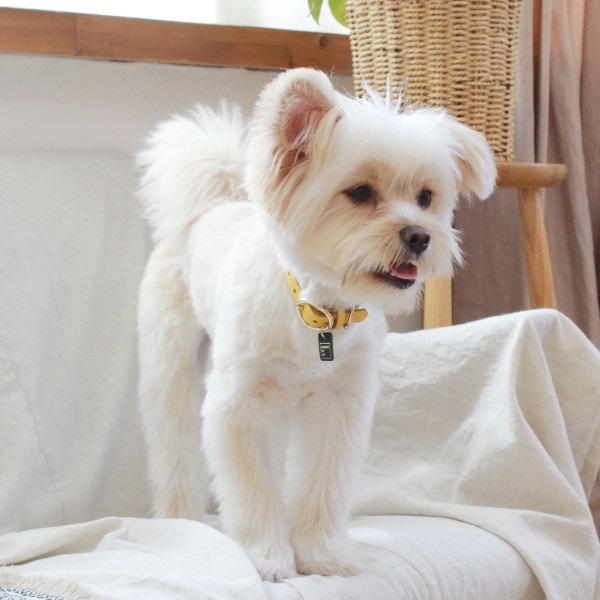 페오펫몰,[댕보양특가] 하트 펜던트 목줄 옐로우