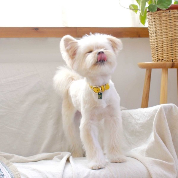 페오펫몰,[댕보양특가] 하트 펜던트 목줄 옐로우