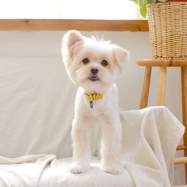 페오펫몰,[댕보양특가] 하트 펜던트 목줄 옐로우