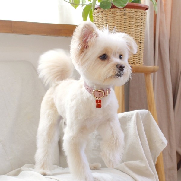 페오펫몰,[댕보양특가] 하트 펜던트 목줄 로즈 핑크