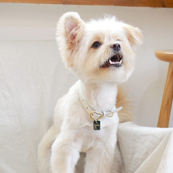 페오펫몰,[댕보양특가] 하트 펜던트 목줄 화이트