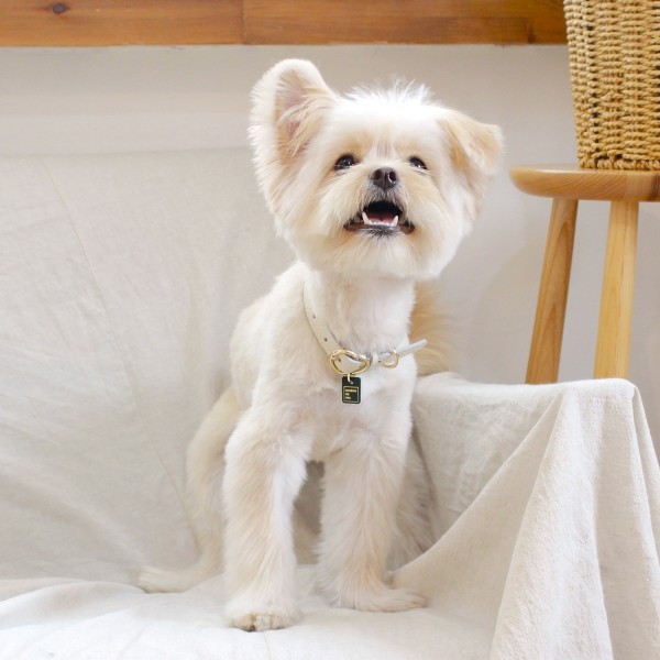 페오펫몰,[댕보양특가] 하트 펜던트 목줄 화이트