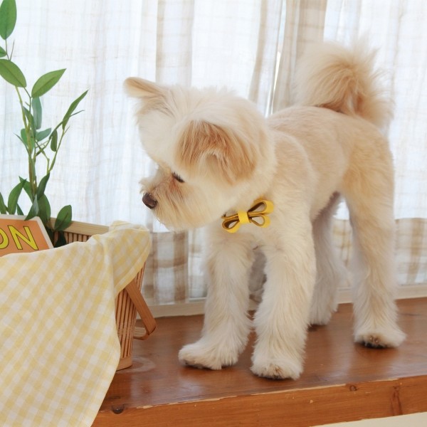 페오펫몰,소프트 리본 목줄 옐로우