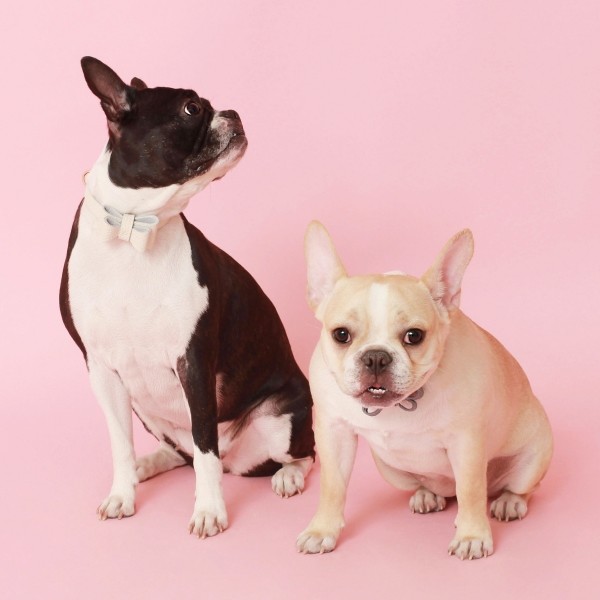 페오펫몰,소프트 리본 목줄 화이트